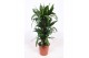 Dracaena fragr. janet craig Dracaena Janet Craig10 pp 