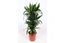 Dracaena fragr. janet craig Dracaena Janet Craig10 pp