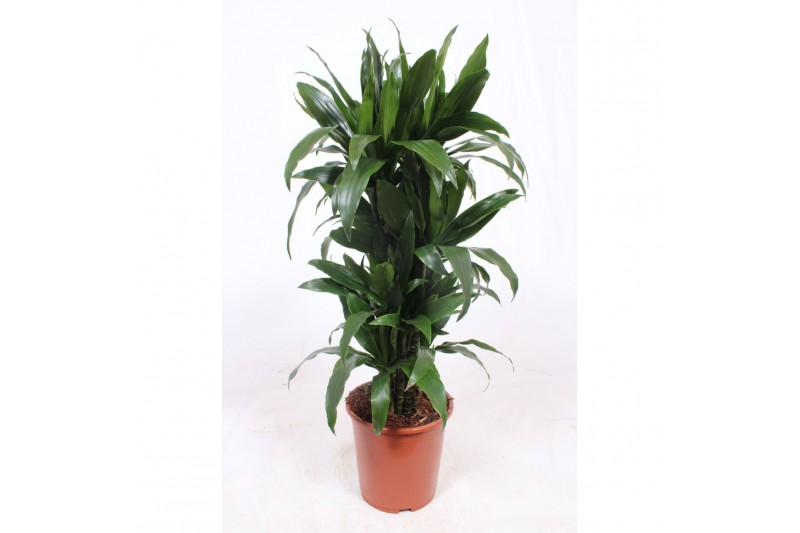 Dracaena fragr. janet craig Dracaena Janet Craig10 pp 
