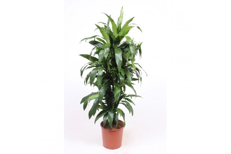 Dracaena fragr. janet craig Dracaena Janet Craig10 pp 