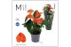 Anthurium andr. karma orange Mimesis Anthurium KARMA Orange - 12cm 4 b 