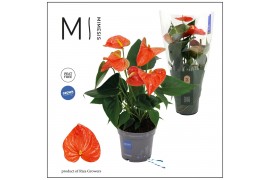 Anthurium andr. karma orange Mimesis Anthurium KARMA Orange - 12cm 4 b