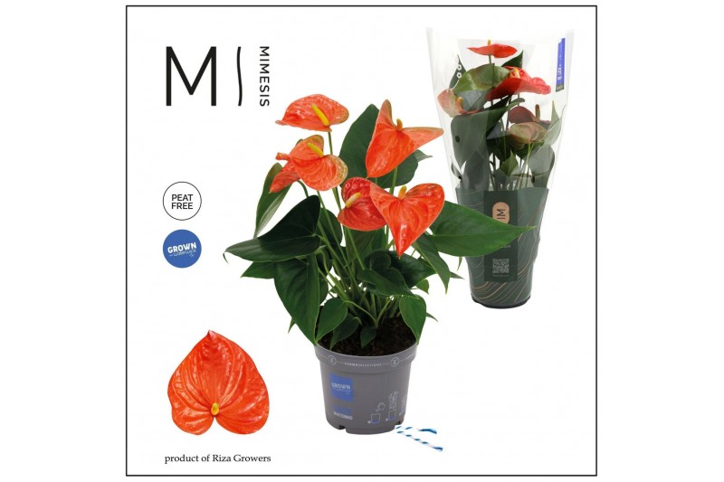 Anthurium andr. karma orange Mimesis Anthurium KARMA Orange - 12cm 4 b 