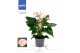 Anthurium andr. joli peach Anthurium - KARMA Peach | 12cm 5 bl. 2 pp 