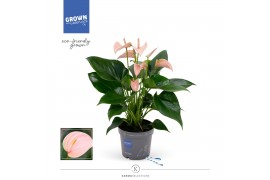 Anthurium andr. joli peach Anthurium - KARMA Peach | 12cm 5 bl. 2 pp