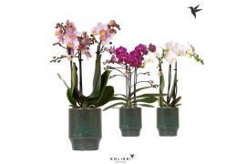 Phalaenopsis multiflora Kolibri Orchids Phalaenopsis mix 3 spike in Cl