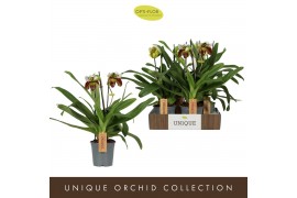 Paphiopedilum Paphiopedilum Mix2 bl. 1 tak/plnt 500