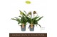 Paphiopedilum Paphiopedilum Mix2 bl. 1 tak/plnt 500 