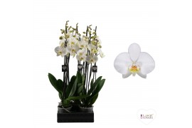 Phalaenopsis wit Phalaenopsis Leeds - 4 tak 70cm 18 bl. 4 tak/plnt