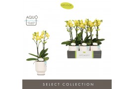 Phalaenopsis multiflora anthura arezzo Optimost Arezzo 2 spike in Emil