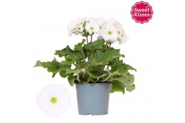 Primula obconica touch me white Primula Obconica Sweet Kisses white 3 