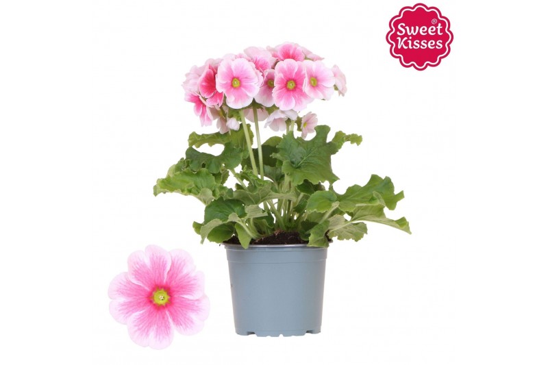 Primula obconica twilly touch me f1 red white Primula Obconica Sweet K 