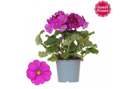 Primula obconica twilly touch me f1 rose Primula Obconica Sweet Kisses