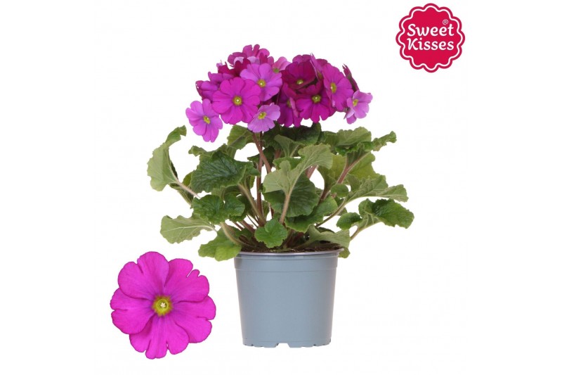 Primula obconica twilly touch me f1 rose Primula Obconica Sweet Kisses 