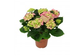 Hydrangea macr. early rosa Pink 9+