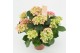 Hydrangea macr. early rosa Pink 9+ 