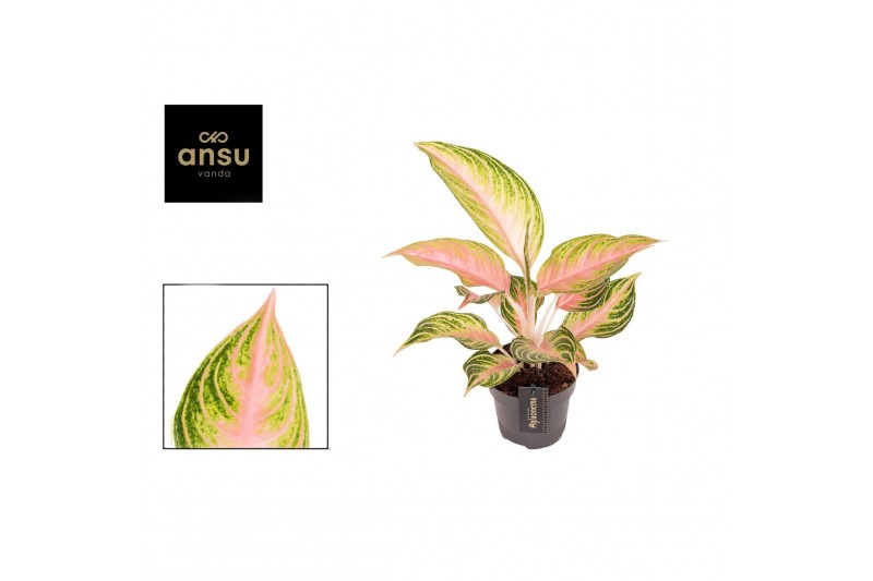 Aglaonema Aglaonema Eyecatcher 1 pp 