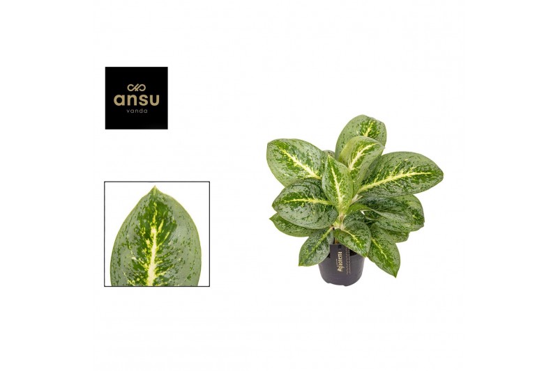 Aglaonema lemon mint Aglaonema Lemon Mint 1 pp 