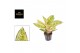 Aglaonema Aglaonema Chartreuse Pretty 1 pp 