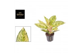 Aglaonema Aglaonema Chartreuse Pretty 1 pp