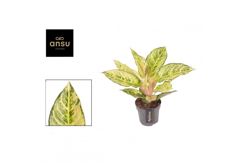 Aglaonema Aglaonema Chartreuse Pretty 1 pp 