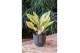 Aglaonema Aglaonema Chartreuse Pretty 1 pp 