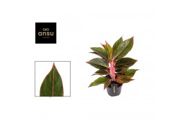 Aglaonema jungle red Aglaonema Jungle Red 2 pp