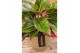 Aglaonema jungle red Aglaonema Jungle Red 2 pp 