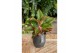 Aglaonema jungle red Aglaonema Jungle Red 2 pp 