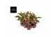 Aglaonema jungle red Aglaonema Jungle Red 2 pp 