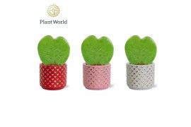 Hoya kerrii Hoya kerrii 1pp in pot Kaya 1 pp