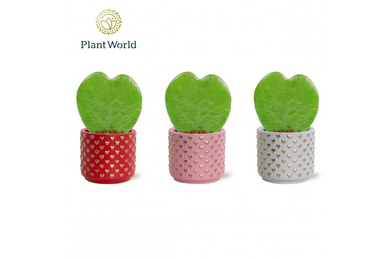 Hoya kerrii Hoya kerrii 1pp in pot Kaya 1 pp 