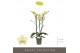 Phalaenopsis geel Optistar Shakira 3 spike 18 bl. 3 tak/plnt 