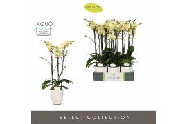Phalaenopsis geel Optistar Shakira 3 spike in Emilia White Aquo 18 bl.