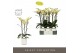 Phalaenopsis geel Optistar Shakira 3 spike in Molise White Aquo 18 bl. 