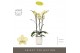 Phalaenopsis geel Optistar Shakira 3 spike in Molise White Aquo 18 bl. 