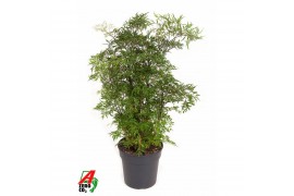 Polycias fruticosa Polyscias Ming vertakt P191 pp