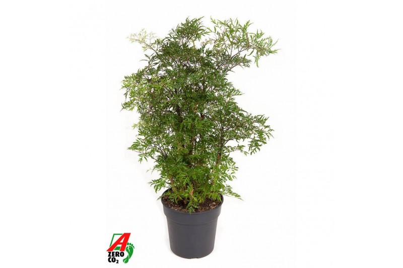 Polycias fruticosa Polyscias Ming vertakt P191 pp 