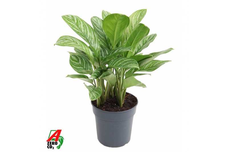 Aglaonema stripes Aglaonema Stripes3 pp 