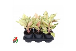 Aglaonema Aglaonema Lucky1 pp