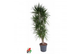 Dracaena marginata Dracaena Marginata 1 pp