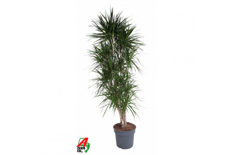 Dracaena marginata Dracaena Marginata 1 pp 