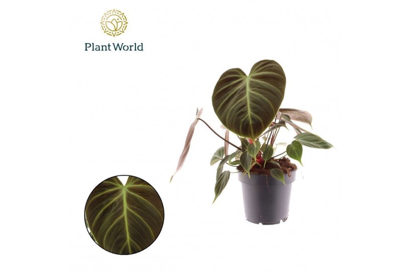 Philodendron Philodendron Choco Red 1 pp 