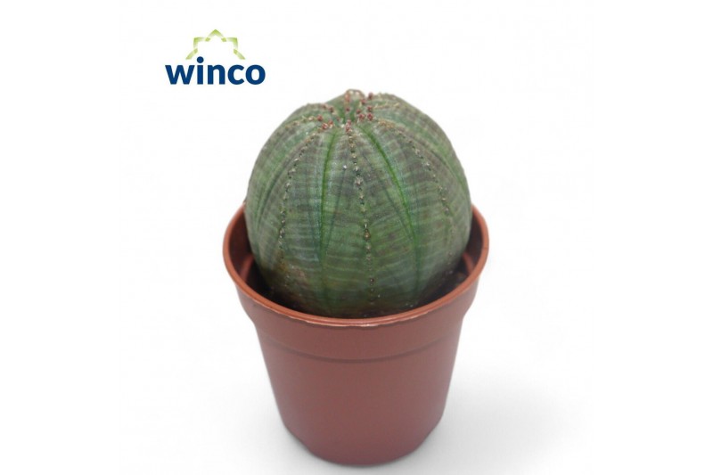 Euphorbia Euphorbia Obesa 