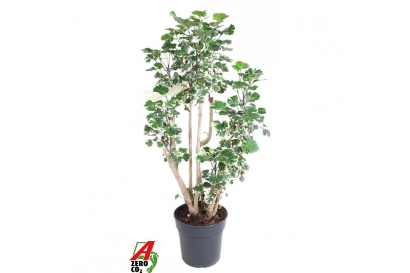 Polyscias balfourii Polyscias Balfouriana vertakt P271 pp 