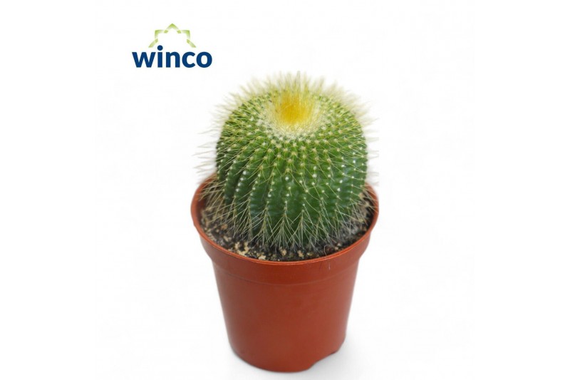 Parodia leninghausii Notocactus Leninghausi Inermis 