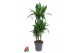 Dracaena fragr. deremensis Dracaena Paloma3 pp 