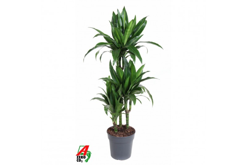 Dracaena fragr. deremensis Dracaena Paloma3 pp 