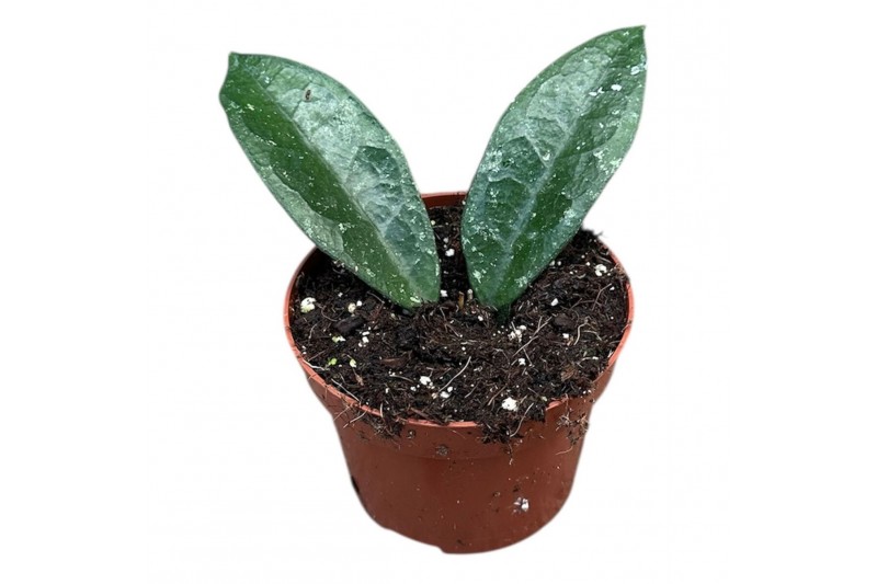 Hoya hoya aff vitellina 2.5 - 4.9  cm 1 pp 