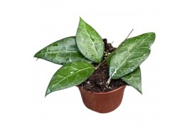 Hoya hoya verticillata lampung 2.5 - 4.9  cm 1 pp